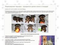 Йоркширский терьер, купить щенка йоркширского терьера | Йоркширский терьер - питомник (Москва).